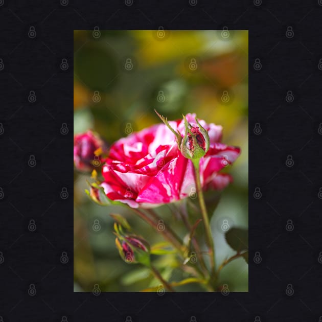 Variegated Rose And Buds by Joy Watson